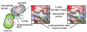 Conformational analysis of HER2 JMD mutants. Surface representation of the C-lobe of the HER2 kinase domain bound to a juxtamembrane latch binding region to depict interactions mediated by Q709 and L709. The interface was modeled by aligning structures of the HER2 kinase domain (PDB ID: 3PP0) on both activator and receiver kinases in the structure of the HER3/EGFR asymmetric dimer (PDB ID: 4RIW).