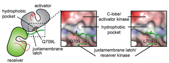 Conformational analysis of HER2 JMD mutants. Surface representation of the C-lobe of the HER2 kinase domain bound to a juxtamembrane latch binding region to depict interactions mediated by Q709 and L709. The interface was modeled by aligning structures of the HER2 kinase domain (PDB ID: 3PP0) on both activator and receiver kinases in the structure of the HER3/EGFR asymmetric dimer (PDB ID: 4RIW).