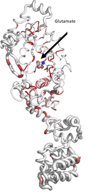 Ribbon diagram calculated by ENDScript. Circumference of the ribbon (sausage) represents relative structural conservation compared to other GluRS structures. Thinner ribbons represent higher conserved regions, while thicker ribbons represent lower conserved regions.