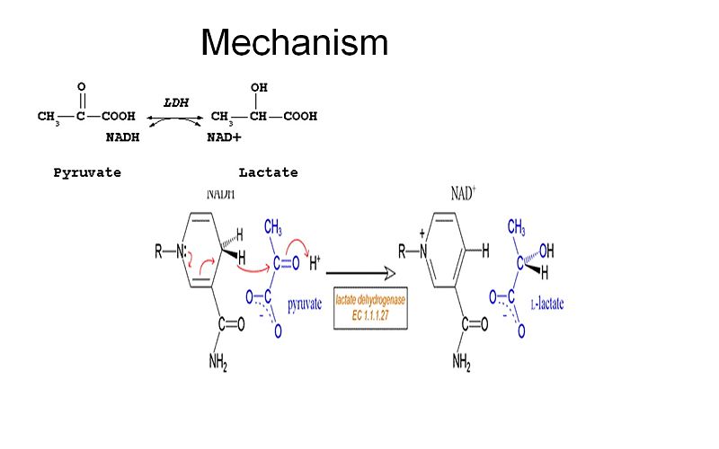 Image:LDH reaction.jpeg
