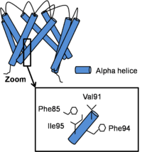 The structure of the channel in his open conformation