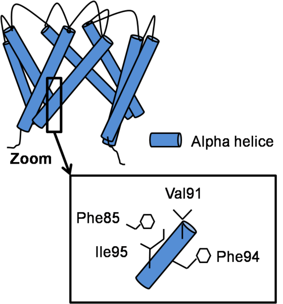 Image:Open structure.png
