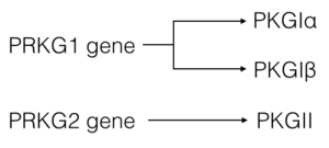 PKG Isoforms