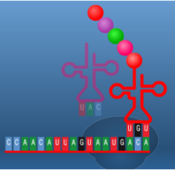 הריבוזום נע על גבי ה- רנ״א -שליח, ומולקולות רנ״א -מוביל נוספות מתחברות לקודונים הבאים והתהליך חוזר על עצמו, וכך מצטרפות חומצות אמיניות זו לזו ליצירת שרשרת