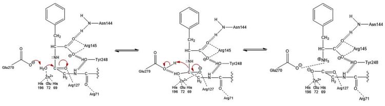 Figure 3: Hydrolysis of C-terminal polypeptide substrate residue by CPA using the promoted water pathway.  Residues of the S1 subsite stabilize the negatively charged intermediate once the water molecule complexed with the Zn2+ ion is deprotonated by the base catalyst, Glu270, and attacks the carbonyl.  This figure is derived from Figure 10 in "Carboxypeptidase A" by Christianson and Lipscomb (Acc. Chem. Res., 1989).