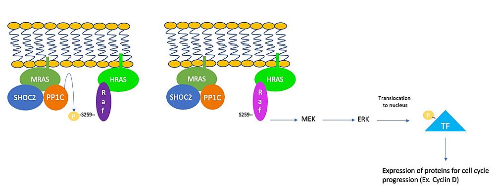 Figure 1. Schematic representation of RAS/RAF/MEK/ERK pathway after assembly of SHOC2-PP1C-MRAS complex. 