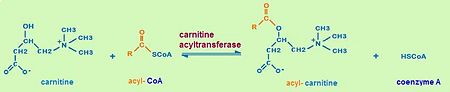second step of the carnitine shuttle