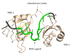 Figure 1. Structural overview of Sxl. RNA ligand colored in green is recognized and bound, while RNA ligand colored in grey is not bound. Structure shown is PDB:1b7f.