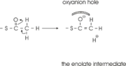 Figure 3: Formation of the thioester enolate. A base is required for this proton abstraction. In thiolase this is Cys378. The oxyanion hole is formed by the Wat82-Asn316 diad and His348.