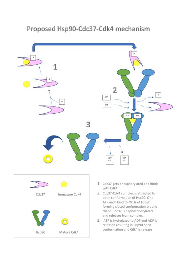 Figure 2: Hsp90-Cdc37-Cdk4 mechanism adapted from speculative model, Li et al. 2018
