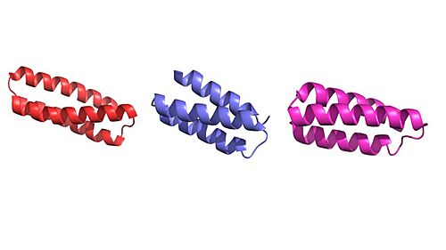Figure 1. Image of the individual helices of AHB2, LCB1, and LCB3, respectively.