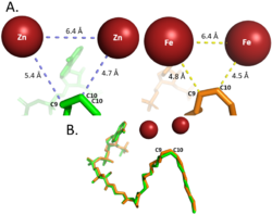 Differences between zinc and iron di-metal interactions with acetyl-CoA.