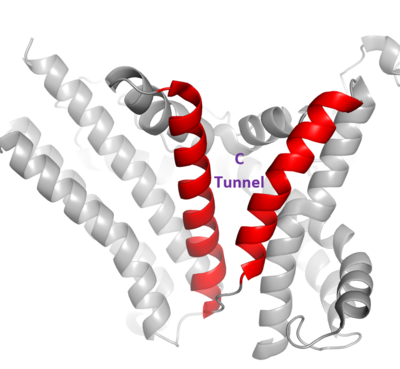 Figure 3. Shows the location of the lateral gate as the entrance to the cytosolic tunnel via the ER lumen side of the membrane.