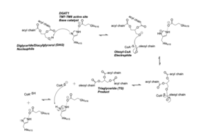 Figure 1: DGAT Mechanism