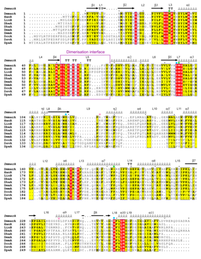 Multiple sequence alignment of different HLDs. The alignment includes sequences of DmmarA, HanR, LinB, DbeA, DhaA, DmxA, DmmA, DccA, DsvA and DpaA, and secondary structure topology of DmmarA above the aligned sequences. Residues of the catalytic triad are marked by a blue dot, halide-stabilizing residues as a green star, and atypical residues present in the catalytic cavity as a pink square. The dimerization interface is framed in purple.