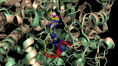 Figure 4: Open (Blue) vs. Closed (Red) conformation of the active site loop of ICL.  Glyoxylate is shown in yellow and succinate in purple.  Hydrogen bonding is shown between LYS189 and the catalytic loop.
