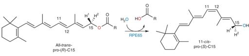 Figure 3: RPE65 Catalyzed Reaction Schema 