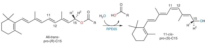Image:RPE65 rxn schema 1.jpg