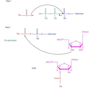 Arrow pushing of Aminoacylation rxn. 