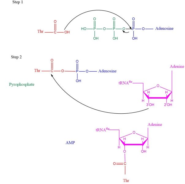 Image:TARSmechanism.jpg