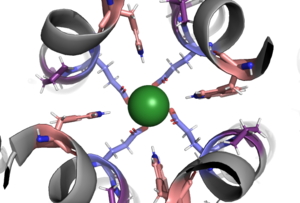 Figure 1 Carboxylate ring within the selectivity pore.