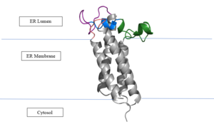 Figure 2. Orientation in Endoplasmic Reticulum: The cap region is partially oriented in the ER Lumen, however the active site remains within the ER membrane. The Beta Hairpin, Loop 3-4, Cap Loop are all in the ER Lumen. The Anchor is partially within the ER lumen, and partially embedded in the ER membrane. The anchor is what attaches the cap domain and stabilizes it, which allows the cap domain to cover the active site.