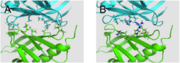Interactions at KSI's dimer interface (A) Hydrophobic residues. (B) Hydrophillic residues.