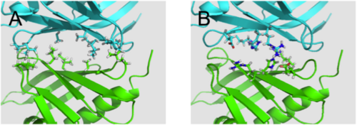 Interactions at KSI's dimer interface (A) Hydrophobic residues. (B) Hydrophillic residues.