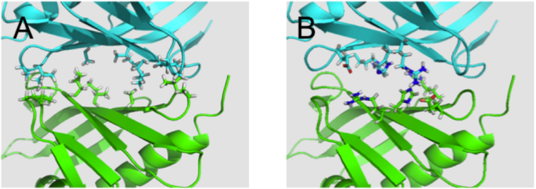 Interactions at KSI's dimer interface (A) Hydrophobic residues. (B) Hydrophillic residues.
