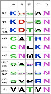 WebLogo for the first functional unit, note the equivalent roles between lysine and arginine, which hydrogen-bond with the crucial Asn174