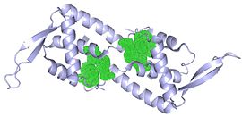 Hydrophobic surfaces within each RTP monomer support their conformation.