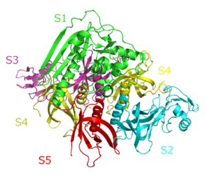 Cartoon representation of the molecular structure of pertussis toxin.