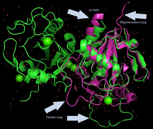 PtGPX5 is classified as a GPx-5, which is the family of glutathione peroxidases that does not contain selenocysteine. Here, PtGPX5 (green) is aligned with human GPx-5 (pink). This cartoon representation was made in PyMOL. The structures align well, except for the α1-helix and the flexible loop (both part of the active site). The human GPx-5 also has an oligomerization loop seen in other GPxs, but not in PtGPX5.