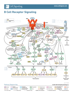 Figure 2. The Signal pathway for the response to an antigen by the B-cell receptor. Illustration reproduced courtesy of Cell Signaling Technology, Inc. (www.cellsignal.com).