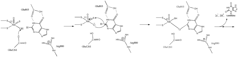 Hypothetical hypoxanthine oxidation mechanism. Adapted from Yamaguchi et al. J. Biochem. (2007) 141, 513-524