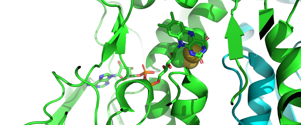 PDB: 3QFA with features highlighted. N-terminal redox centre of mTrxR: green ribbons are one monomer of mTrxR1, and blue ribbons are the other monomer. the FAD cofactor is displayed in sticks. The N-terminal disulfide bond (Cys59-Cys64) is highlighted in yellow spheres.