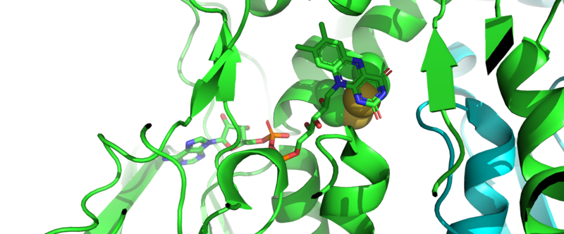PDB: 3QFA with features highlighted. jmolSetTarget('1');jmolLink('delete $clickGreenLinkEcho; refresh;setL = \"setLoading();\"; javascript @setL; script /wiki/extensions/Proteopedia/spt/wipeFullLoadButton.spt; ~green = \"N-terminal redox centre of mTrxR:\";  isosurface DELETE; scn = load(\"/wiki/scripts/78/785330/N-_terminal_disulfide/1.spt\"); scn = scn.replace(\'# initialize;\', \'# initialize;\nclearSceneScaleCmd = \"clearSceneScale();\"; javascript @clearSceneScaleCmd;\n\'); scn = scn.replace(\'_setSelectionState;\', \'_setSelectionState; message Scene_finished;\'); scn = scn.replace(\'_setState;\', \'_setState; setButtonsStartingState();\'); scn = scn.replace(\'DORESIZE\', \'\'); script inline scn;','N-terminal redox centre of mTrxR:','N-terminal redox centre of mTrxR:'); green ribbons are one monomer of mTrxR1, and blue ribbons are the other monomer. the FAD cofactor is displayed in sticks. The N-terminal disulfide bond (Cys59-Cys64) is highlighted in yellow spheres.