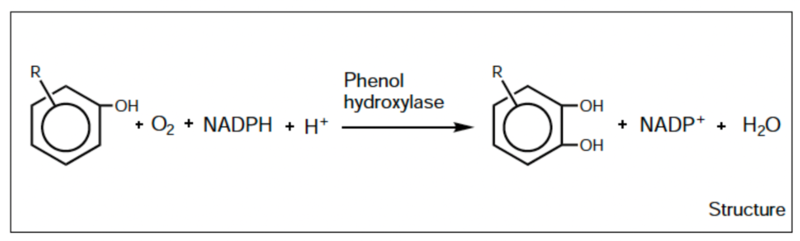 Image:PHENOL HYDROXYLASE act.png
