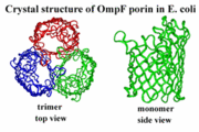 Trimer and Monomer view of Porins 