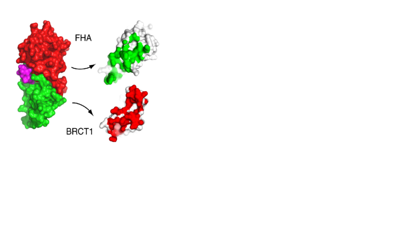 Image:Proteopedia 5.png