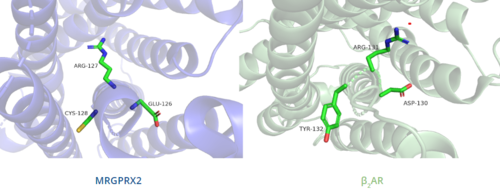 Figure 6. Comparison of ERC motif in MRGPRX2 (blue) and conserved DRY motif in β2AR (green).