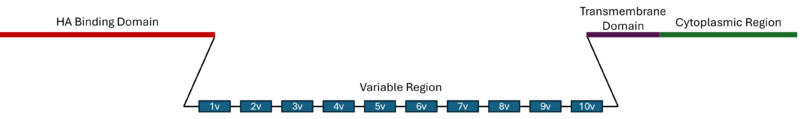 Image:CD44 Isoforms.png