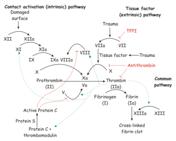 Deficiency in this Factor VIII is the Major Cause of Hemophilia