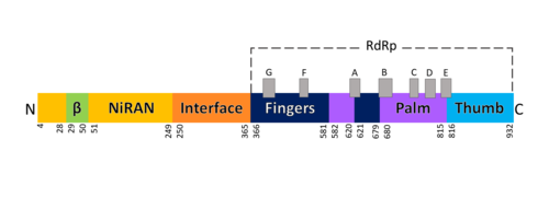 Domains of SARS-Cov-2 RpRd.