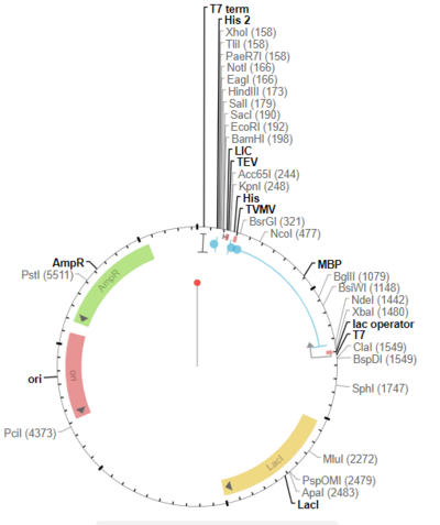 Vector map for pMCSG19.