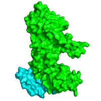 Figure 2. A surface representation of LPL complexed with GPIHBP1