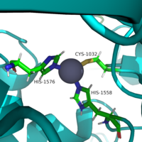 Figure 2: HDAC8 utilizes a "catalytic dyad" of Asp and His. The His assists in the coordination of the H2O nucleophile. This mechanism is reminiscent to the catalytic triad of Asp-His-Ser in many serine proteases (with H2O replacing the serine residue).