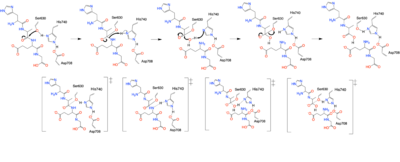 Figure 2. DPPIV Mechanism