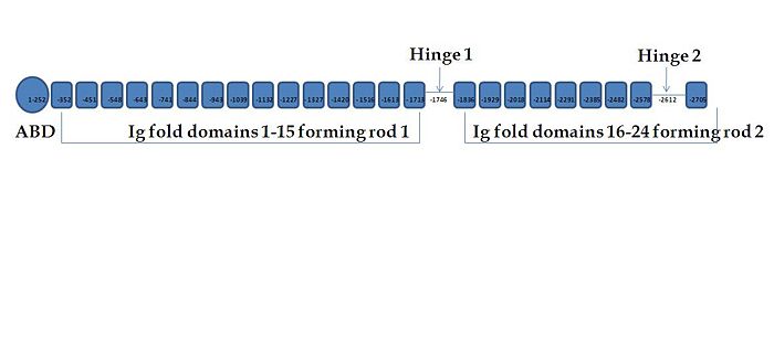 Sequence annotation based on the tertiary structure of Human Filamin
