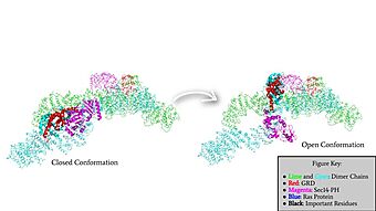 Rotation of the GRD and Sec14-PH domains from the closed conformation of neurofibromin to the open conformation of neurofibromin to allow Ras binding. The GRD rotates -130° and the Sec14-PH domain rotates -90°